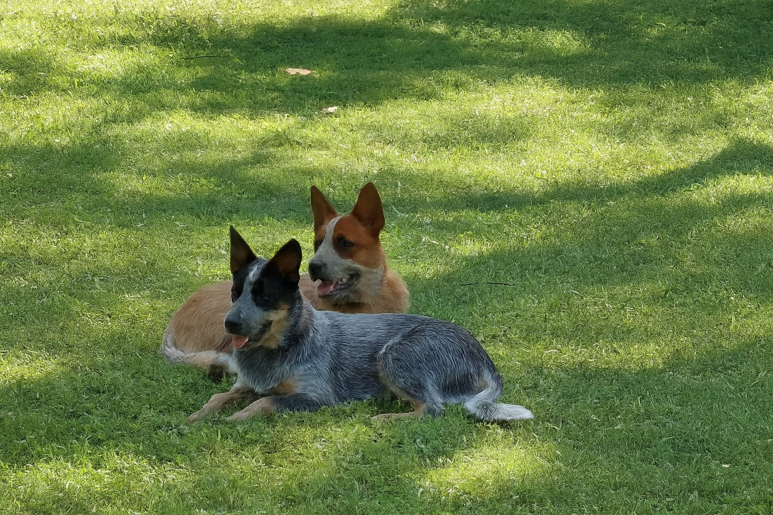 DOGS