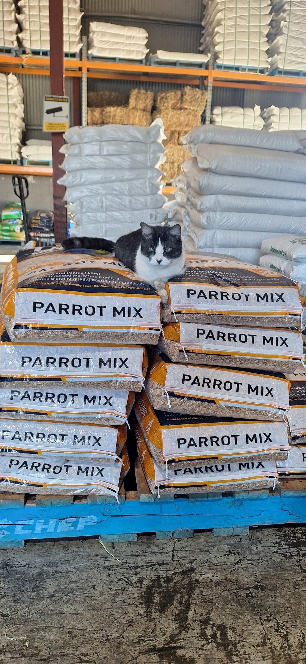 Cat sitting on a stack of 'Parrot Mix' bags in Stockfeed Shop