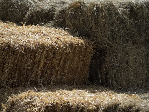 HAY STANDARD JARRA