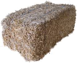 HAY STANDARD PANGOLA